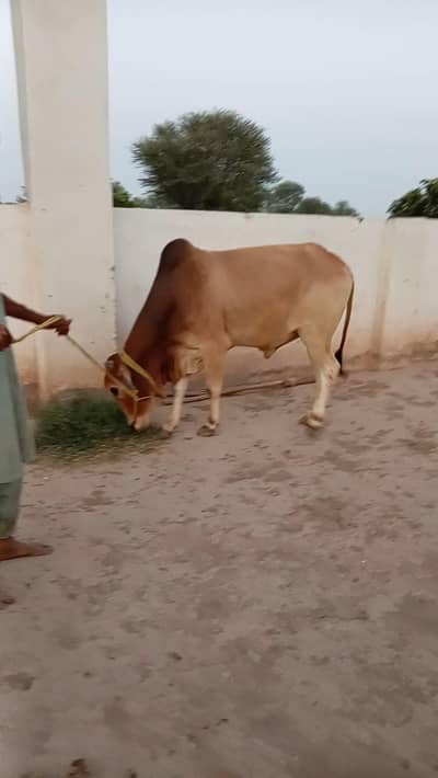Beauty Ready for Qurbani, 2k26