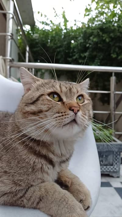 Male Cat