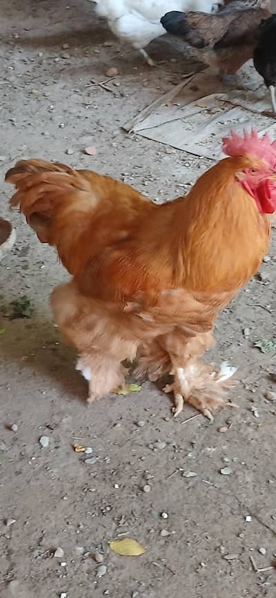 Golden Buff