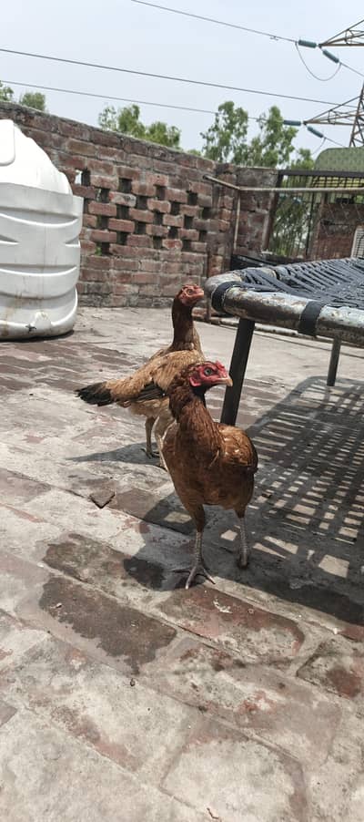 Aseel murgi egg laying