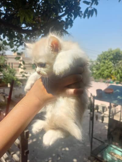 Cute Persian Kittens  for sale