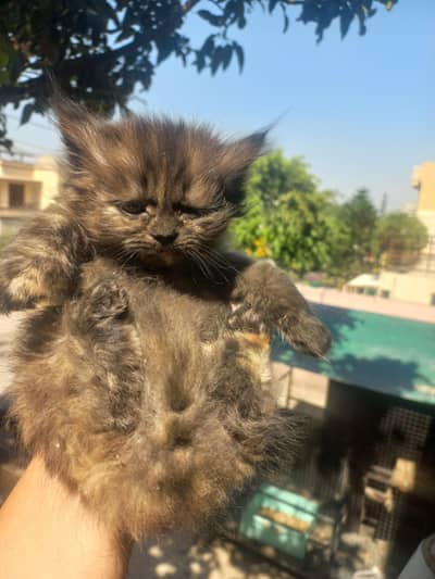 Cute Persian tripple coat Kitten for sale