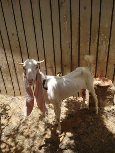 gulabi bakri