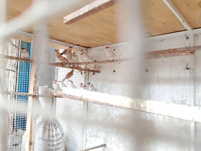 silver grey and white fawn breeder pairs available folding Colony cage