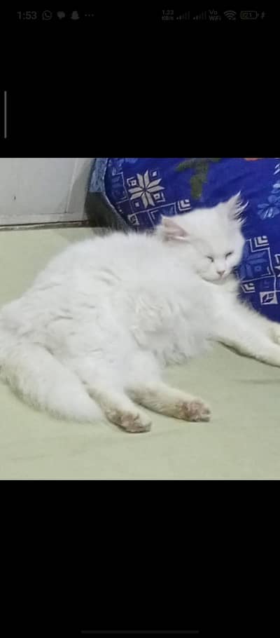 Cat with 3 kitten