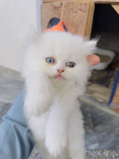 White Persian