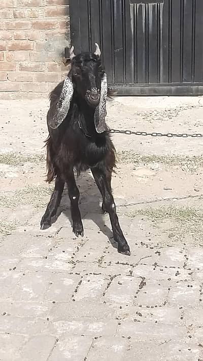 qurbani k leay bahtreen hai.