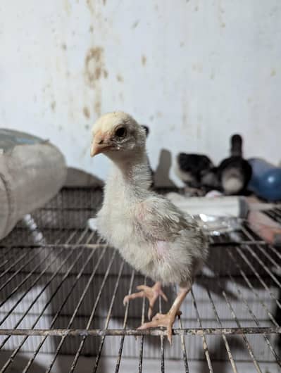 Aseel Heera chicks  pair  and black bantum  0331//5532**883
