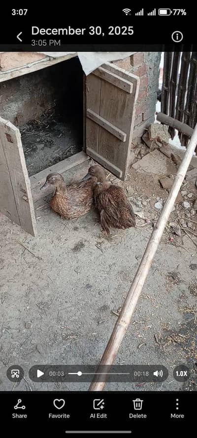 khaki camel duck