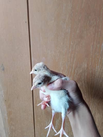 healthy and active chicks and male