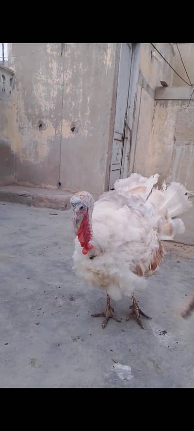 golden male breeder turkey ha. healthy and active