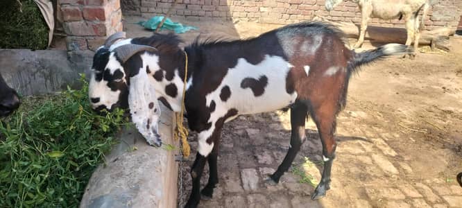 big backra 03007532673