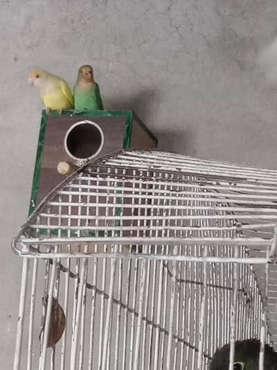 love birds