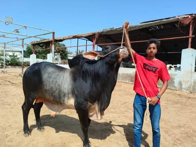 thar bell , sava colour