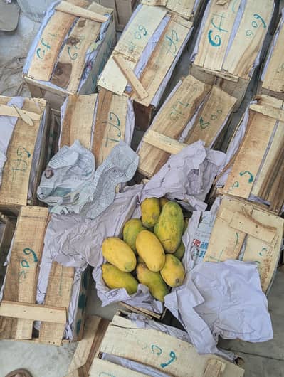 fresh farm mangoes