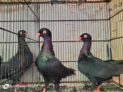 danish 2 pair Dr bloodline