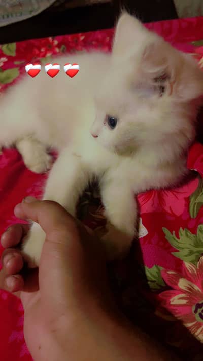 Male Persian Cat Location Adda Thingi