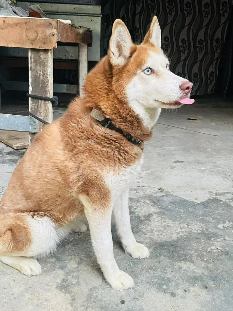 Siberan Husky female | non pedigree | pure blood line husky