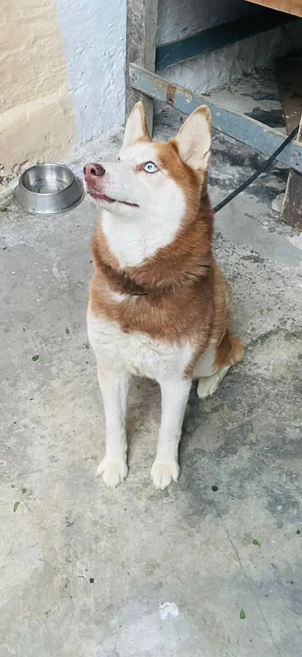 Siberan Husky female | non pedigree | pure blood line husky — photo 2