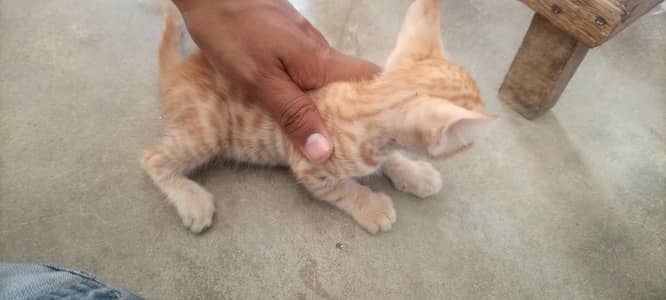 children cat