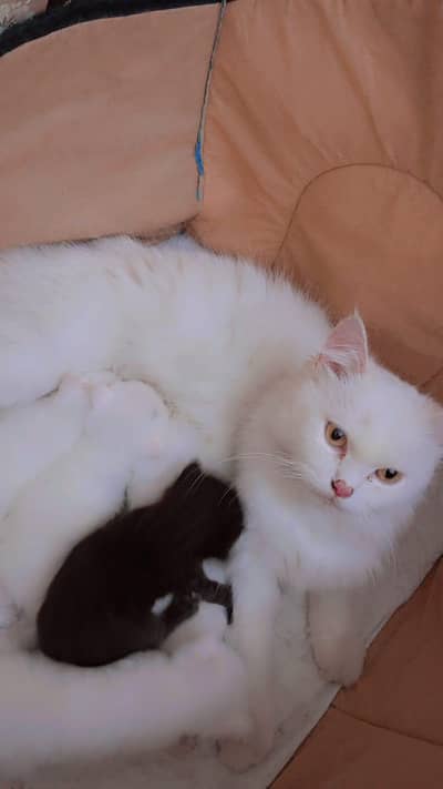 Mother with Her 5 kittens for sale