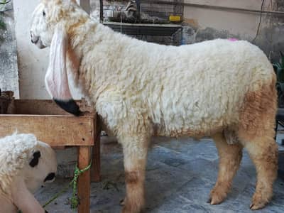 chatra | sheep | Goat | Qurbani | kajla | بکر