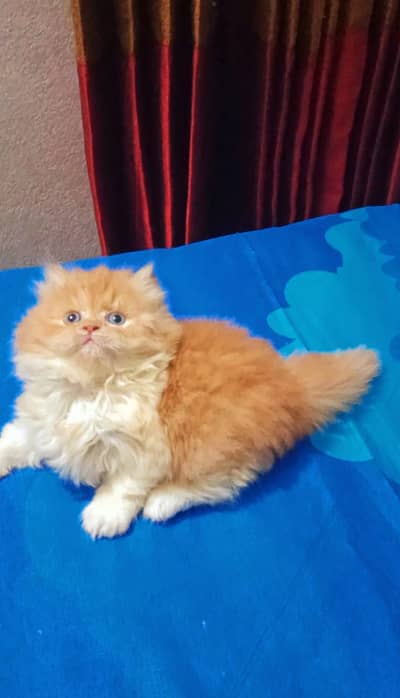 Persian kittens triple coat pair  for sale contact whatsap 03055516739