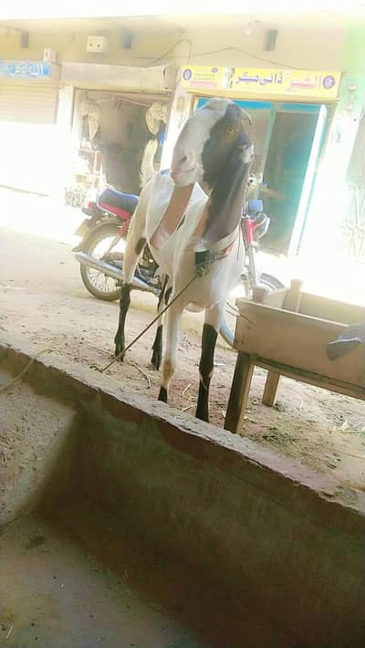 qurbani bakra 2 Dant ghr ka pala hua sehat mand janwar