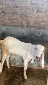bakray for sale