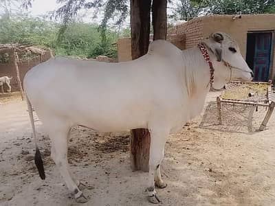 pure white bull 2 danth