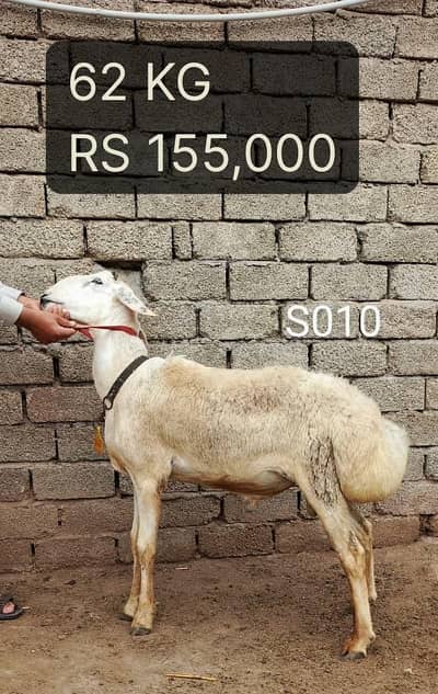 Eid Qurbani