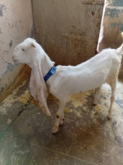 gulabi
