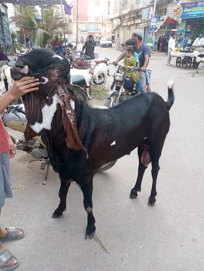 healthy bo bakra