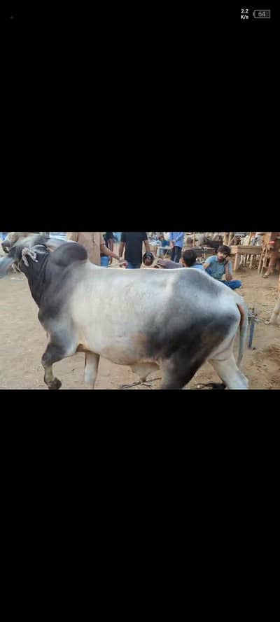 bchra  FOR QURBANI 2 TEETH 3.5 MANN WEIGHT