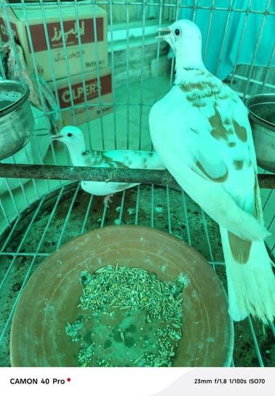 pied khumray breeder pair
