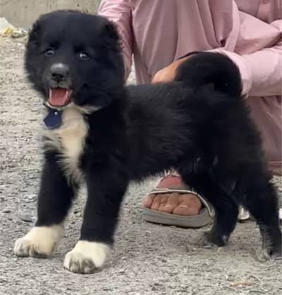 bakharwal dog | bakharwal | bakharwal male puppy |security dog