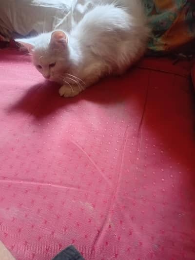 persian cat  for sale
