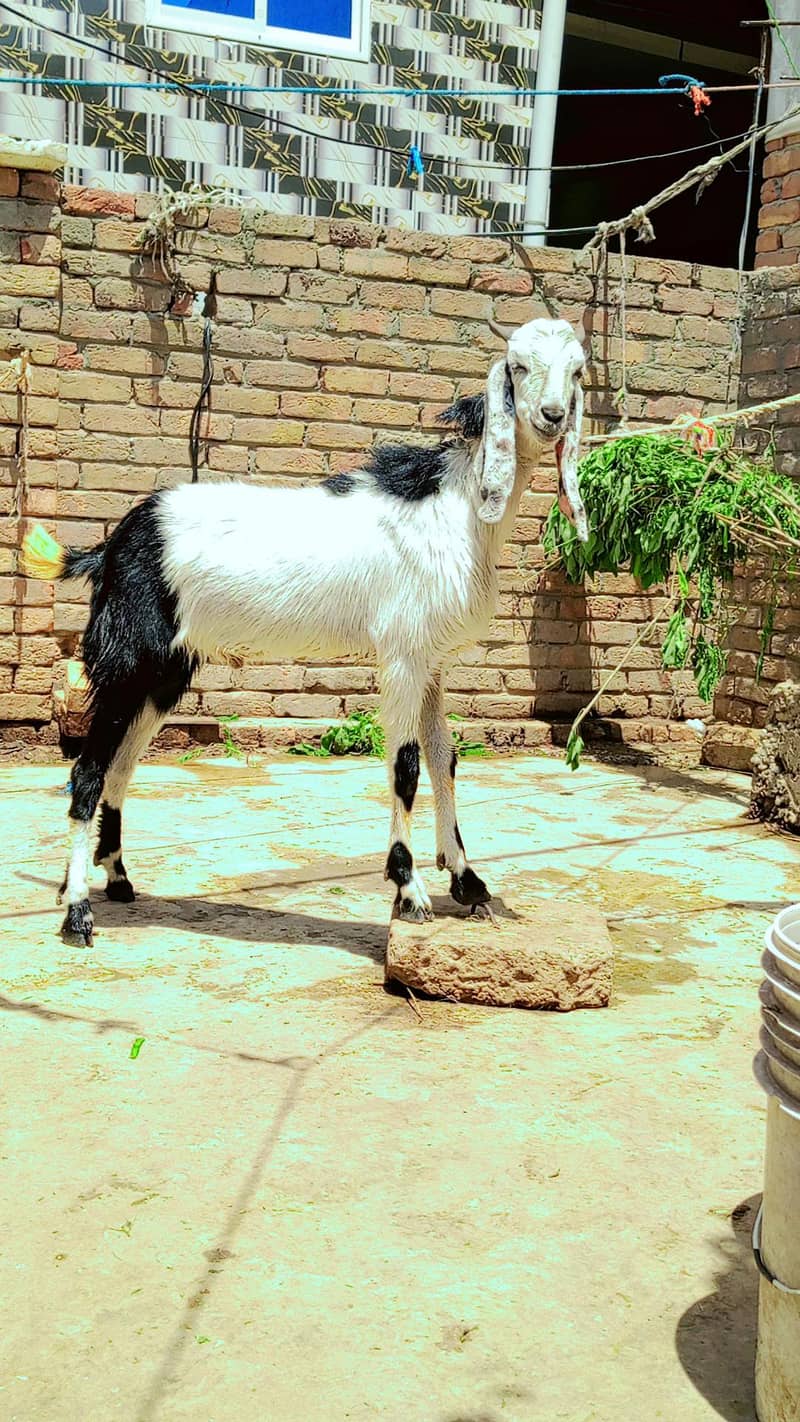 Donda bakra 1