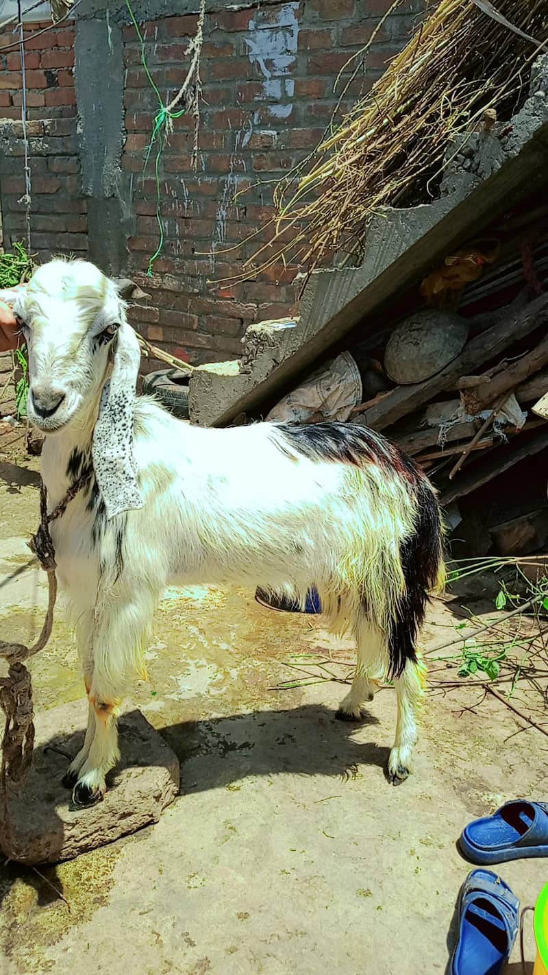 Donda bakra 2