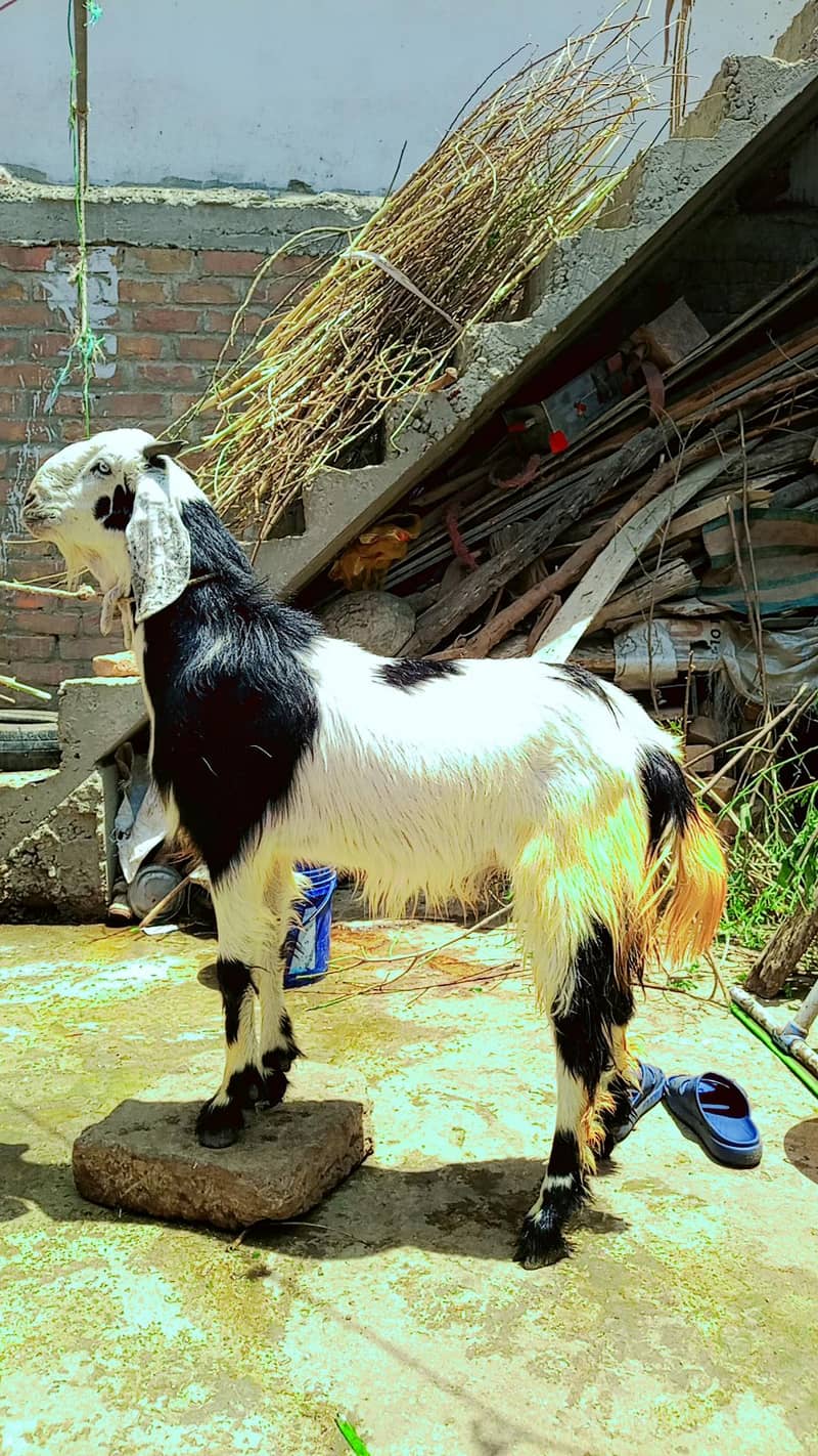 Donda bakra 3