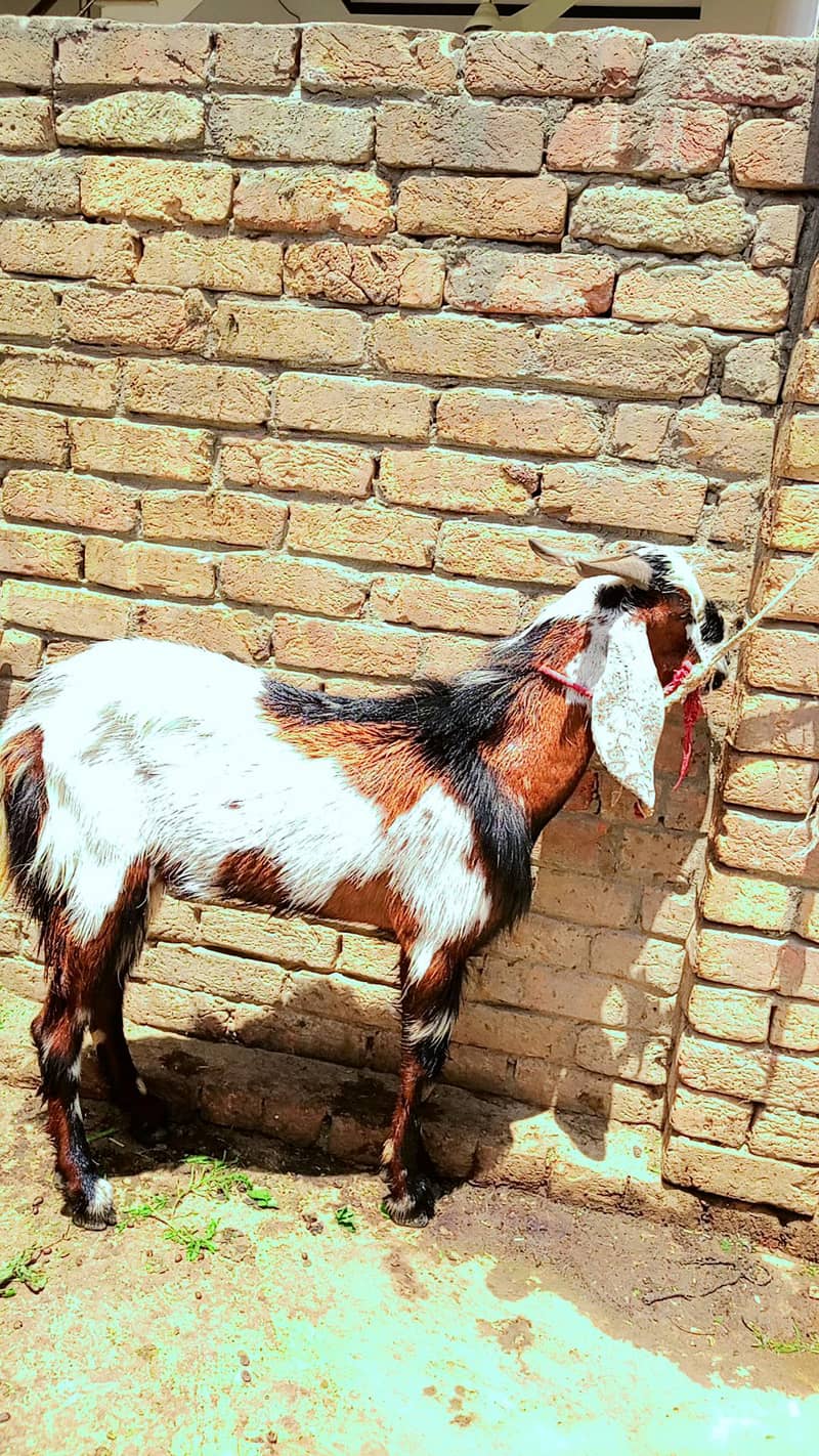 Donda bakra 4