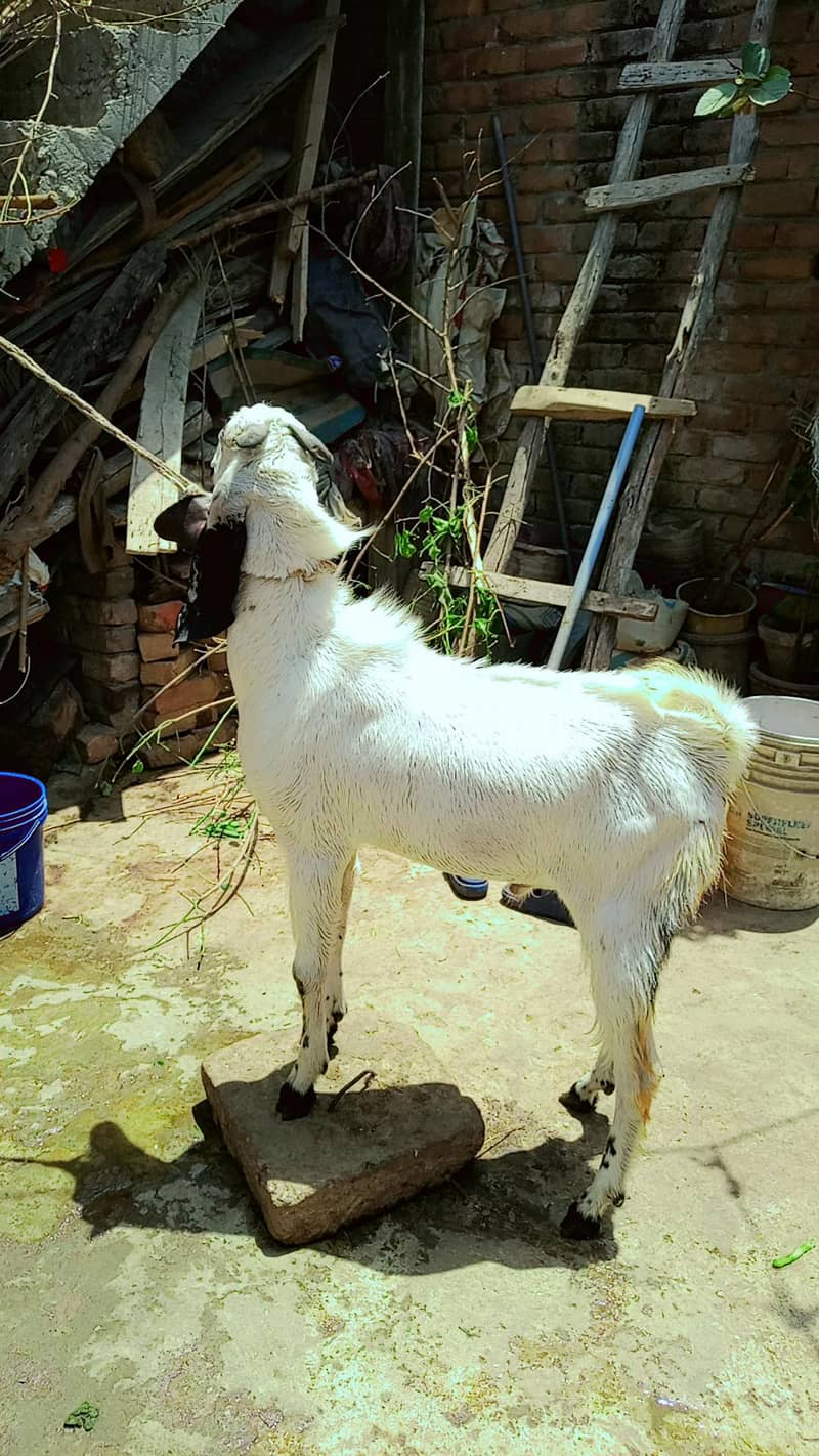 Donda bakra 5