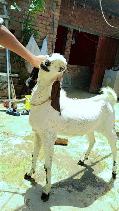 Donda bakra