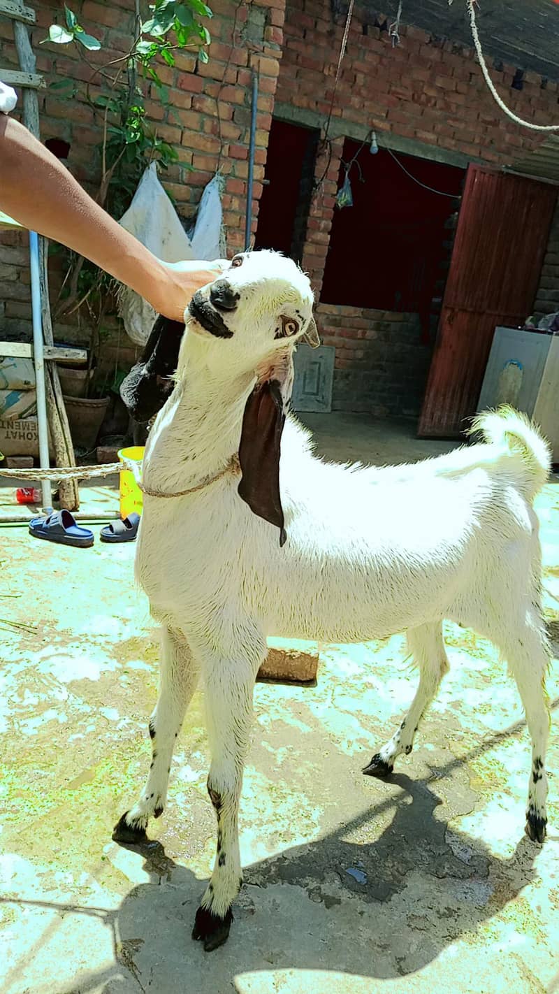 Donda bakra 0