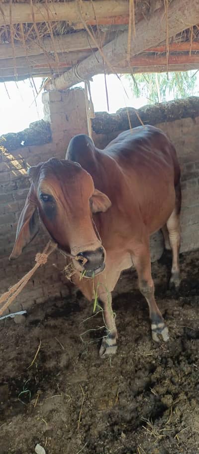 Desi Bull