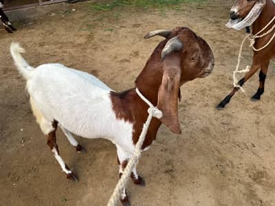 Bakre available for Qurbani 2 dant 4 dant