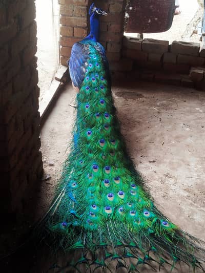 Chicks 10 days age price per chicks 3000