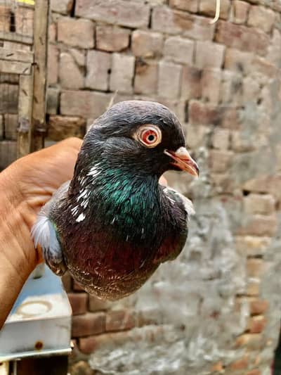 dove wala breeder pair Available