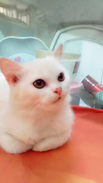 Beautiful Persian Triple coat kitten for sale