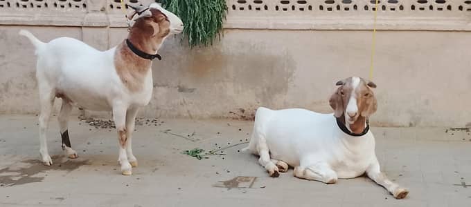 goat for sale